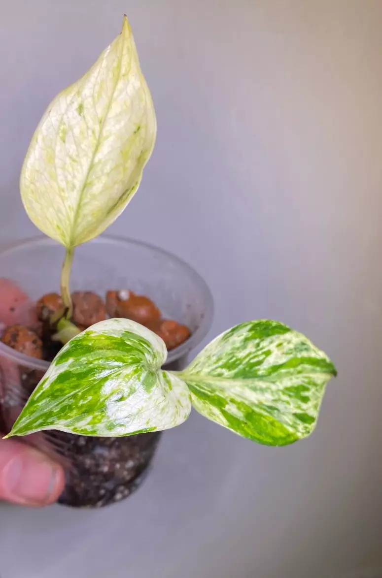 Epi aurea white marble sport  thumbnail