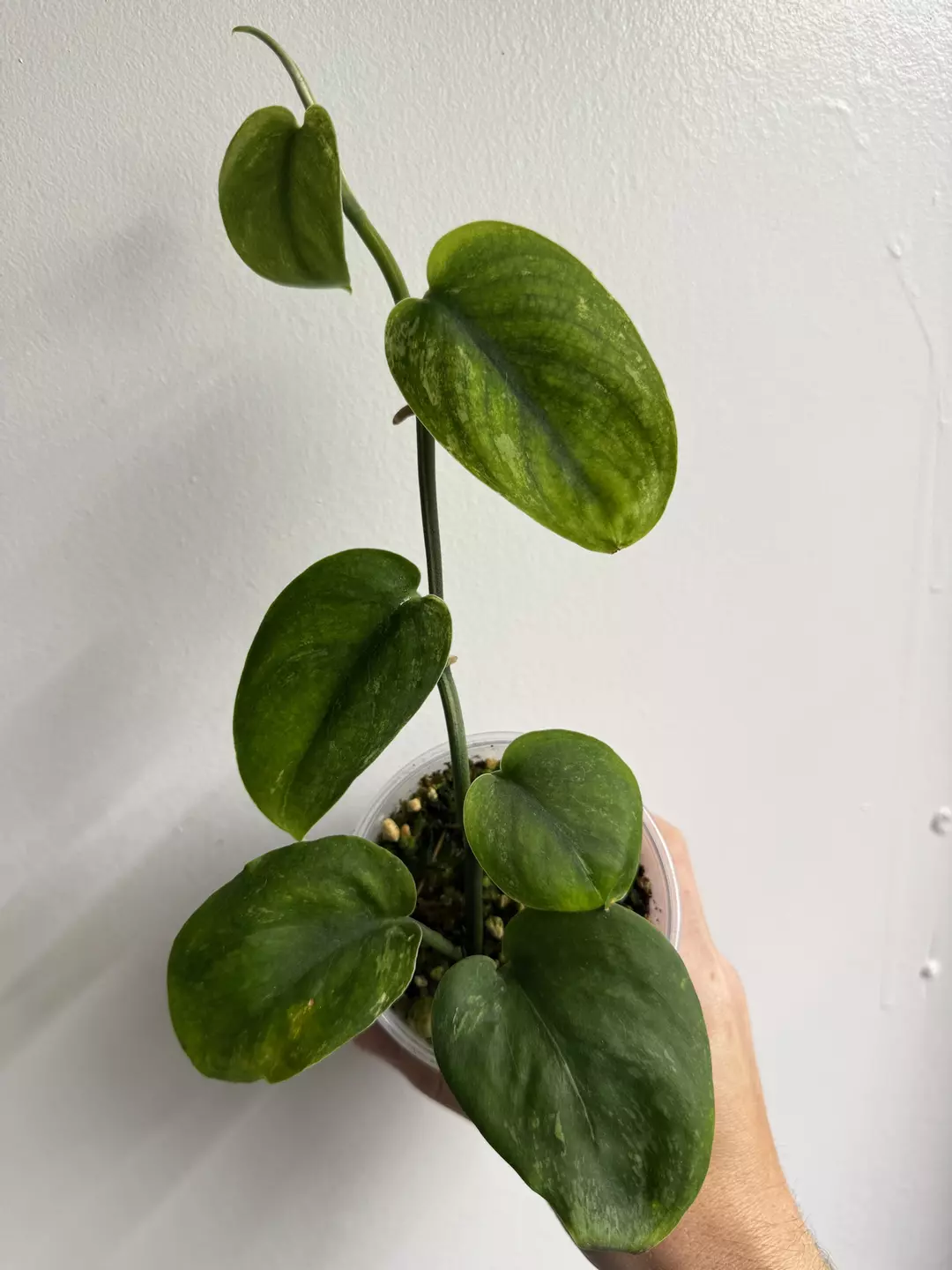 Scindapsus Green on Green #5 thumbnail