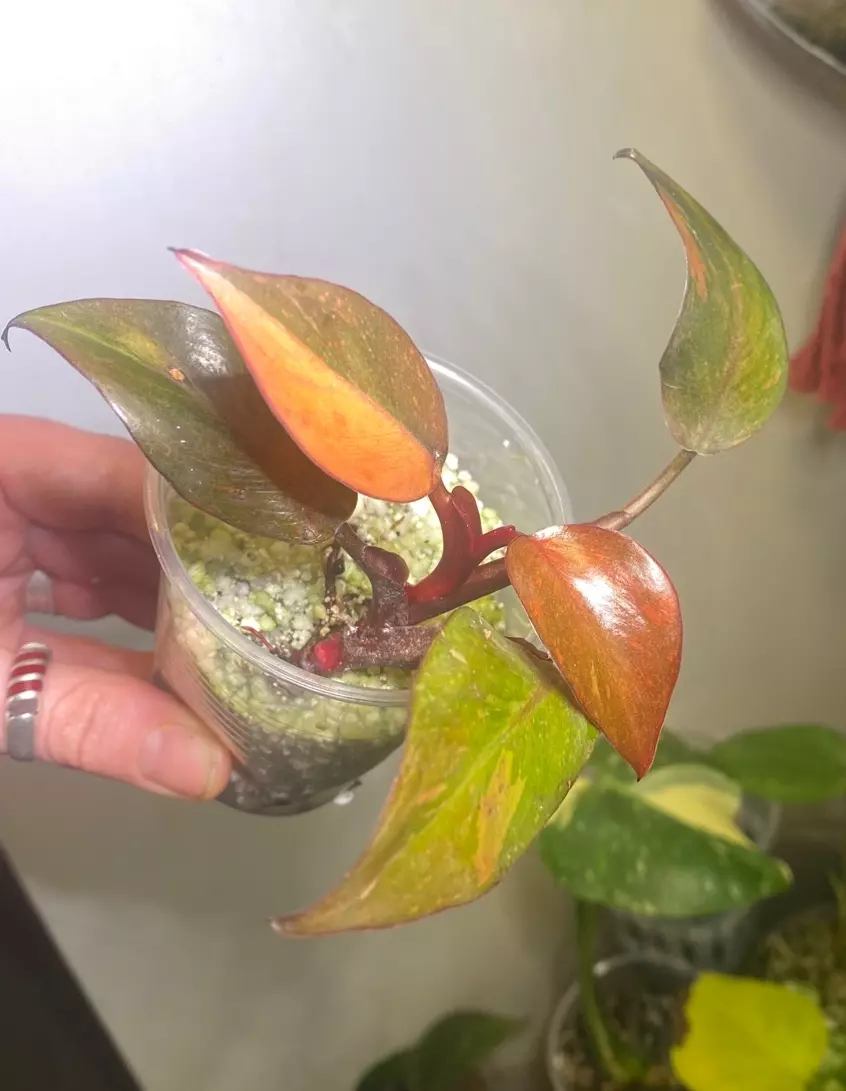 Orange princess philo  thumbnail