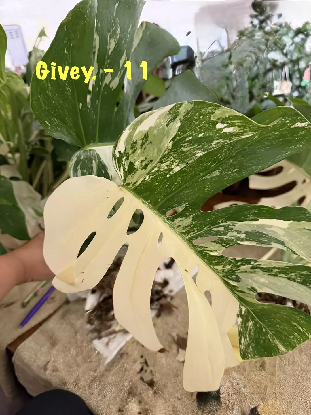 🔥GIVEY 🔥 Free w/$50 purchase thumbnail