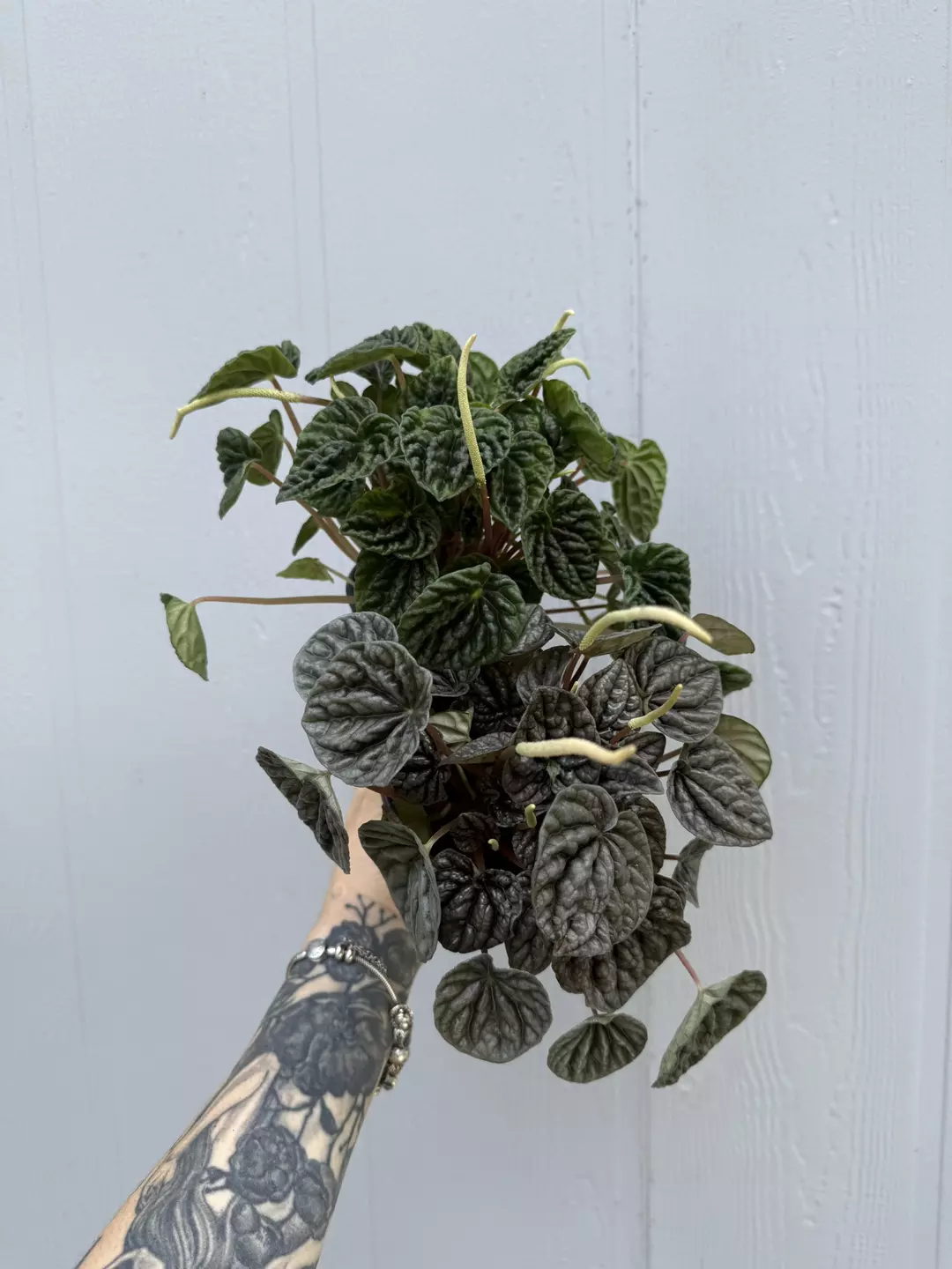 Pepperomia bundle - silver ripple & emerald ripple thumbnail