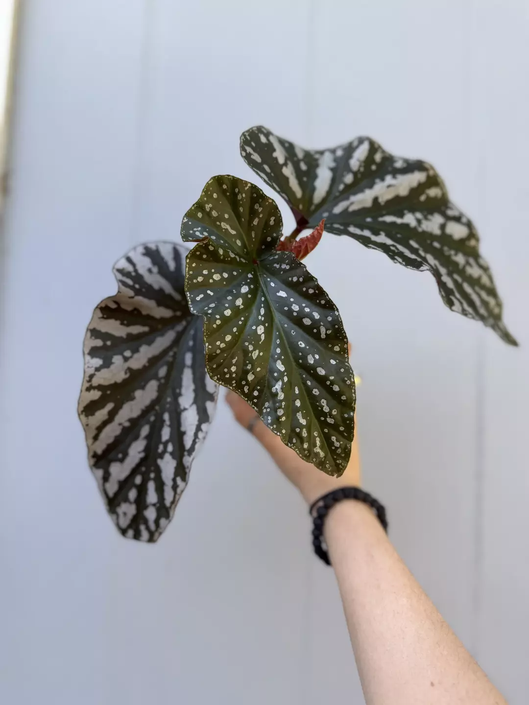 Angel wing silver eagle  thumbnail