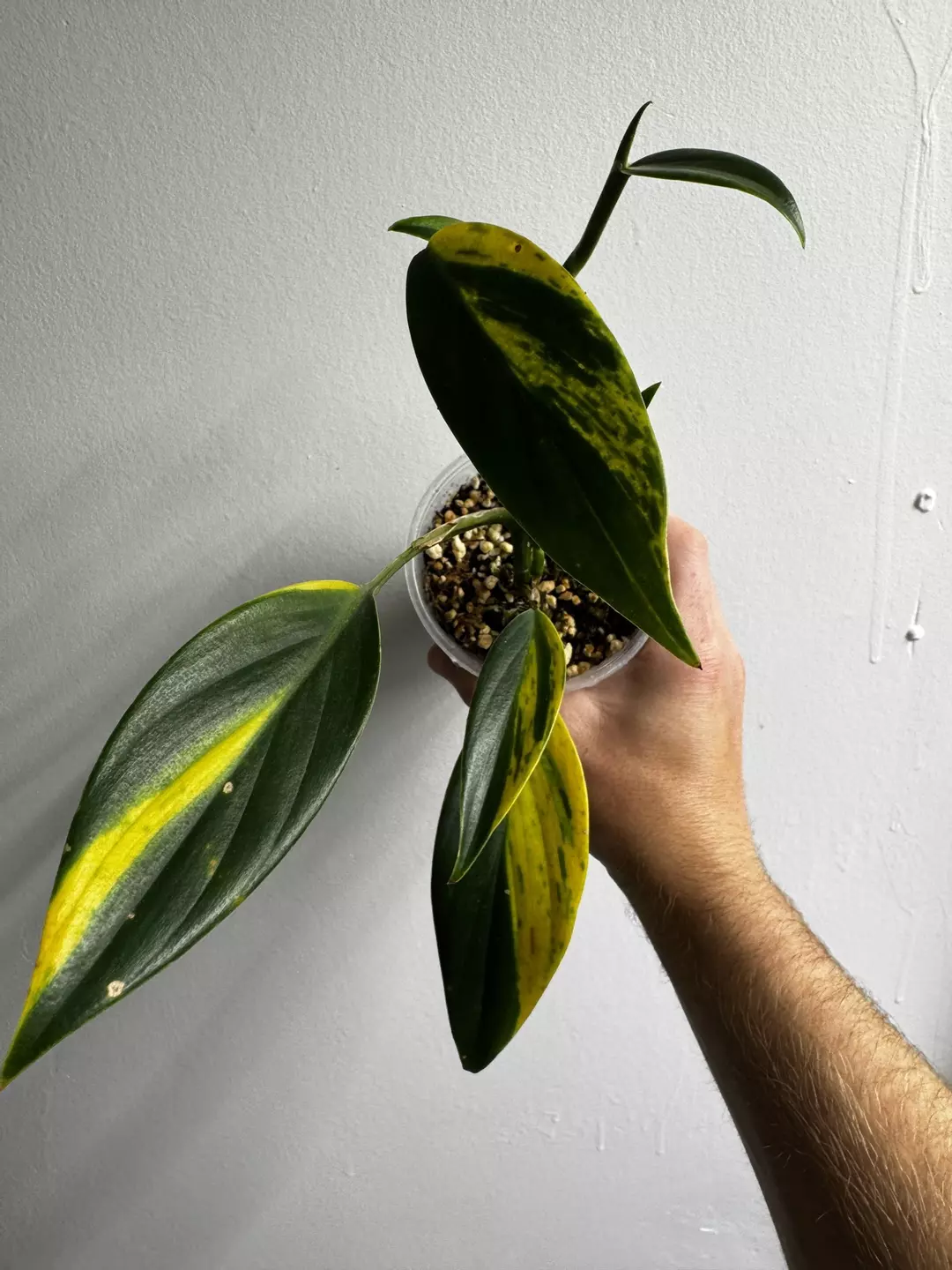 Scindapsus Coriaceus Variegated thumbnail