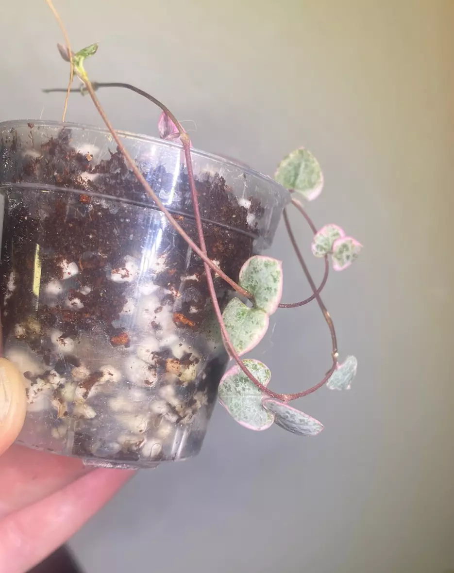 Var. string of hearts rooted starter thumbnail