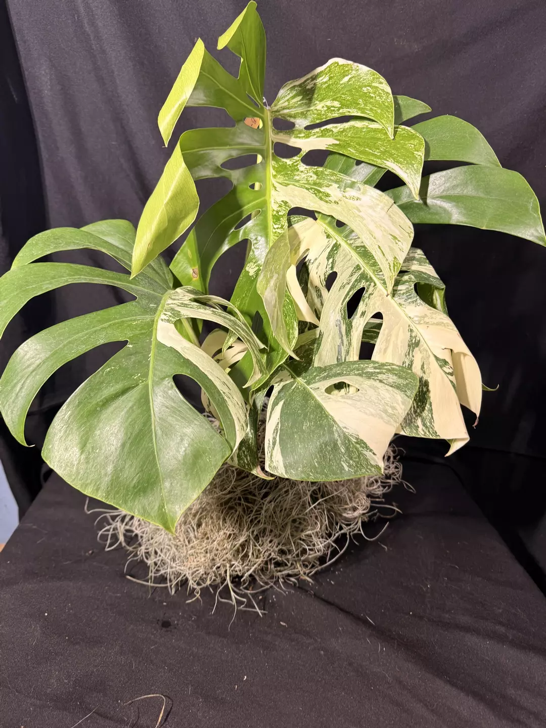 🔥🔥OBO!!! Grower‘s Choice 4 + leaves! Rooting in Moss thumbnail