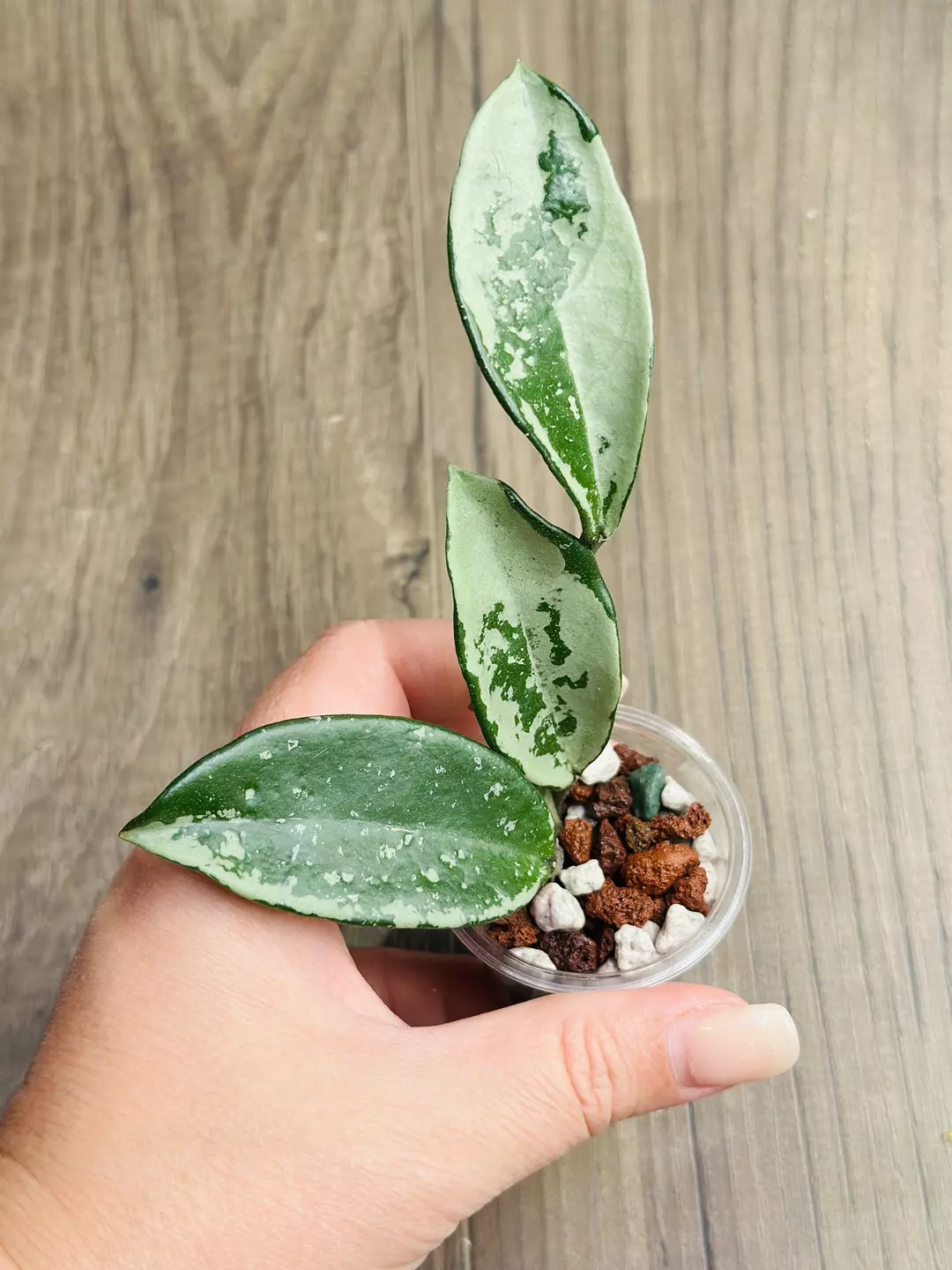 Hoya AH-074 thumbnail