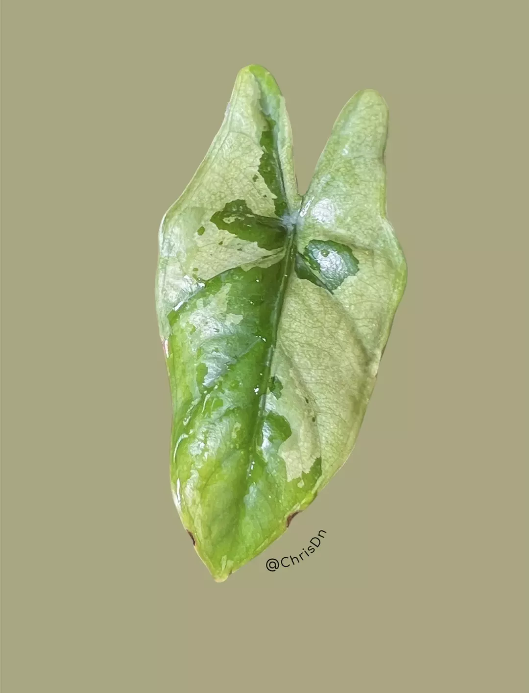 Corm F - Albo Mint Variegated Alocasia Corazon thumbnail