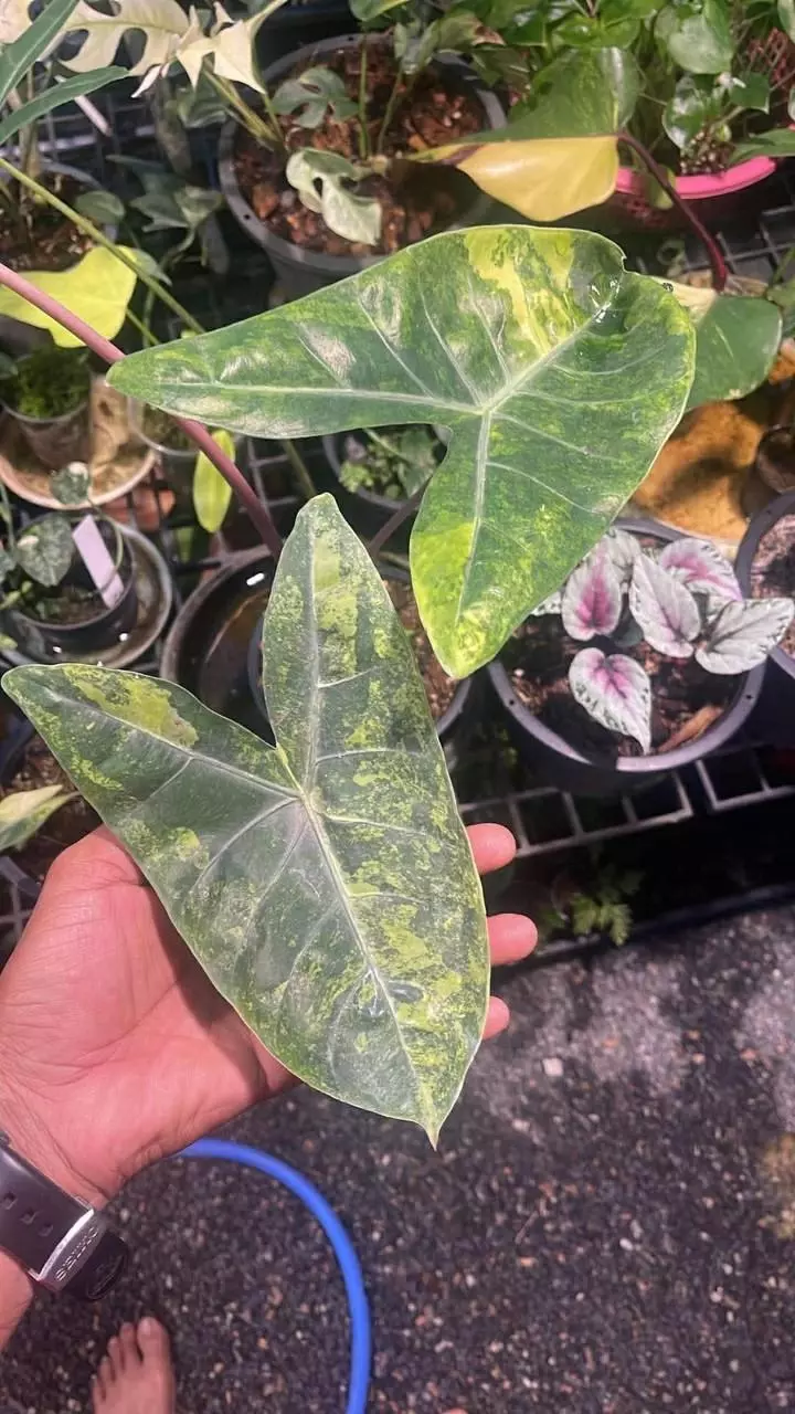 PINK DRAGON AUREA- ALOCASIA CORM thumbnail