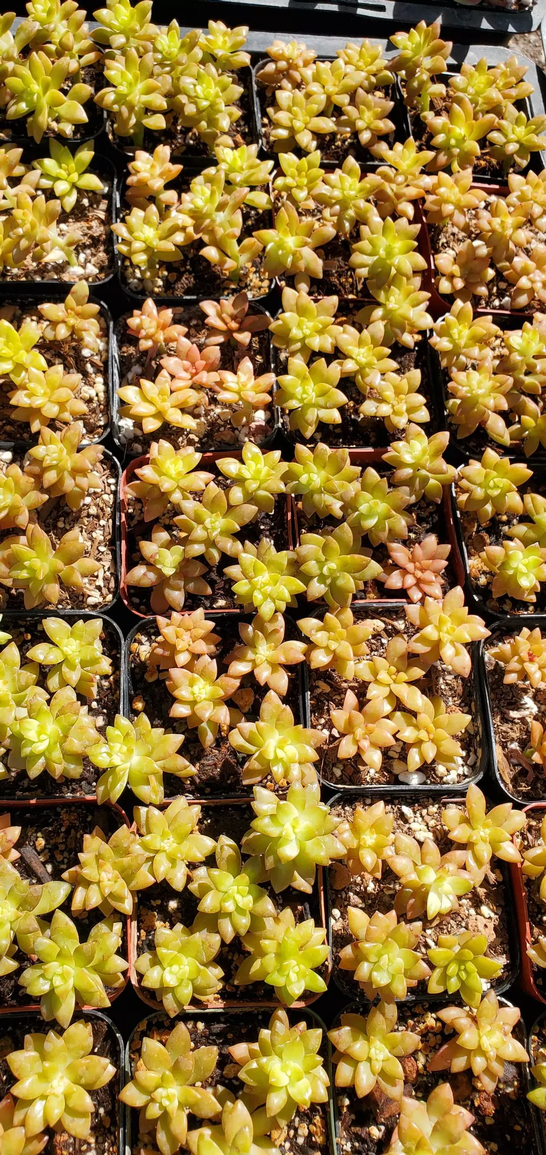 2 inch Sedum 'Shooting Stars' thumbnail
