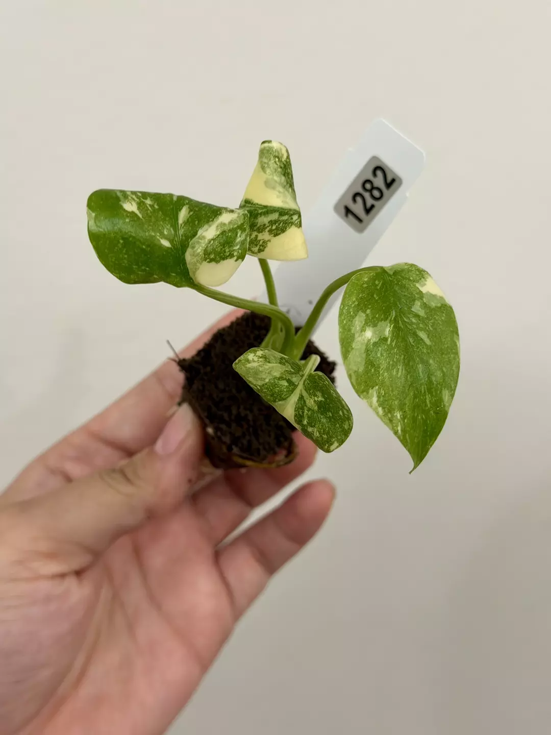 1282 Monstera Thai Constellation Acclimated Plug thumbnail