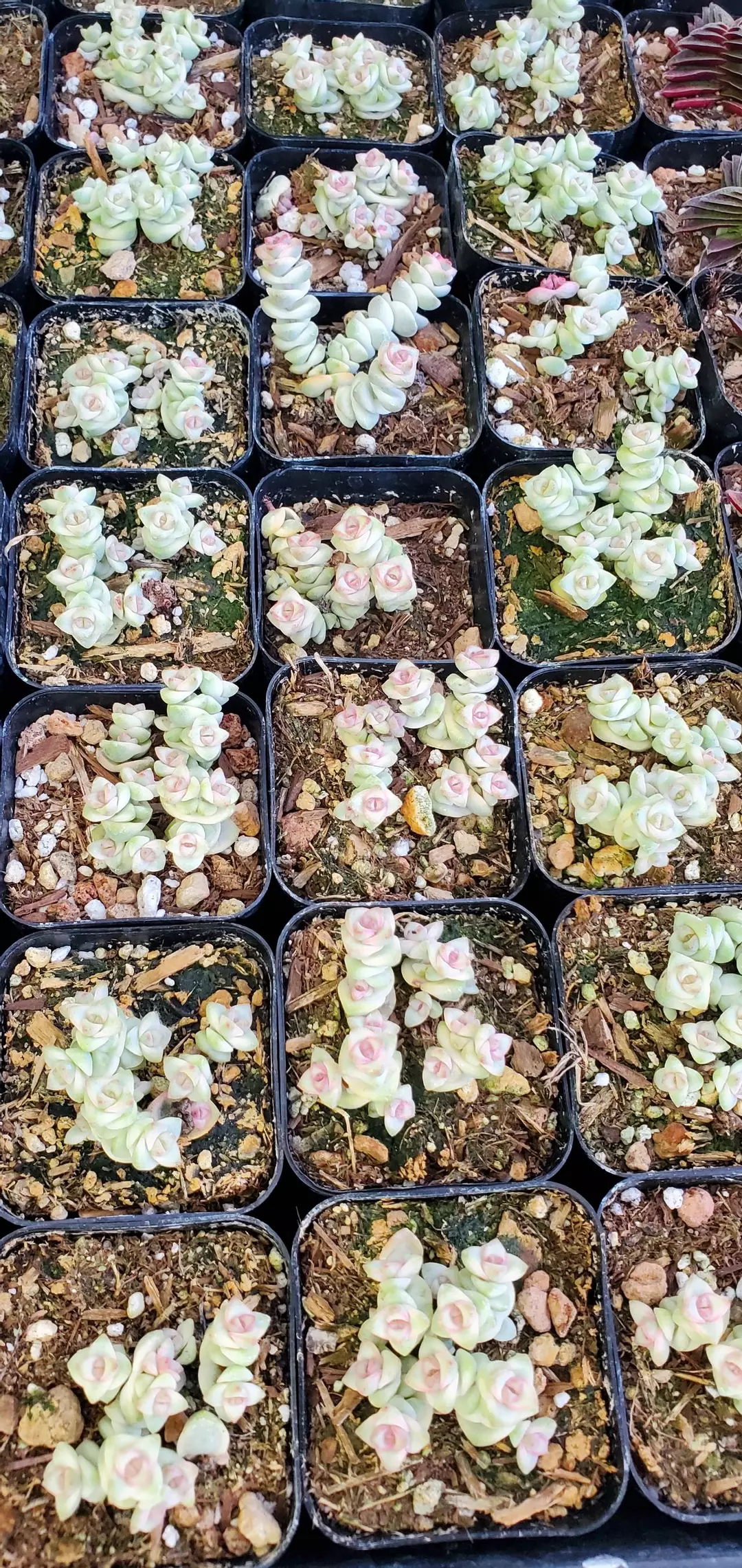 2 inch Crassula 'Variegated Baby's Necklace' thumbnail