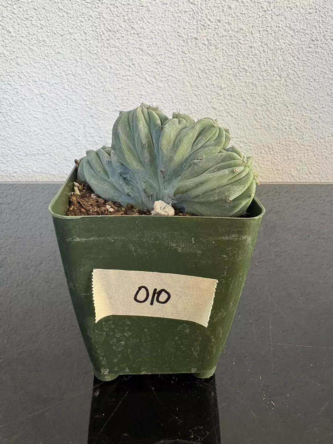 #010 Crested Cactus 4” thumbnail