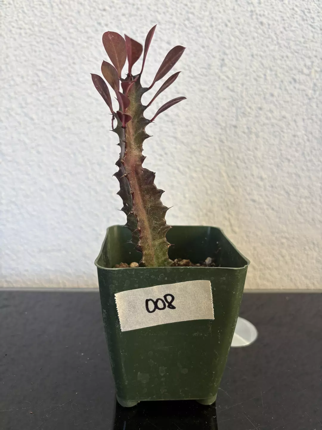 #008 Euphorbia Trigona “Rubra” 4” thumbnail