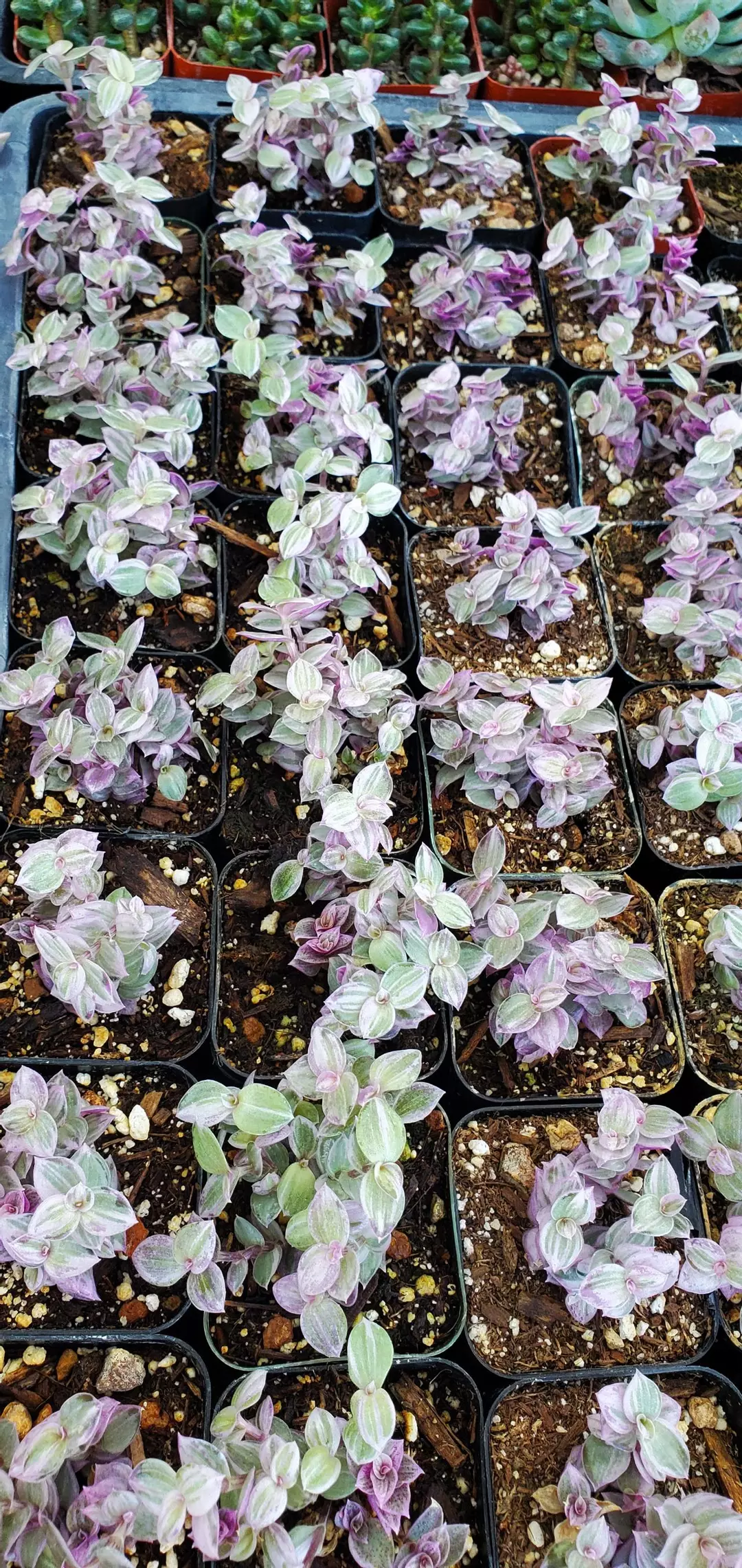 2 inch Callisia repens thumbnail