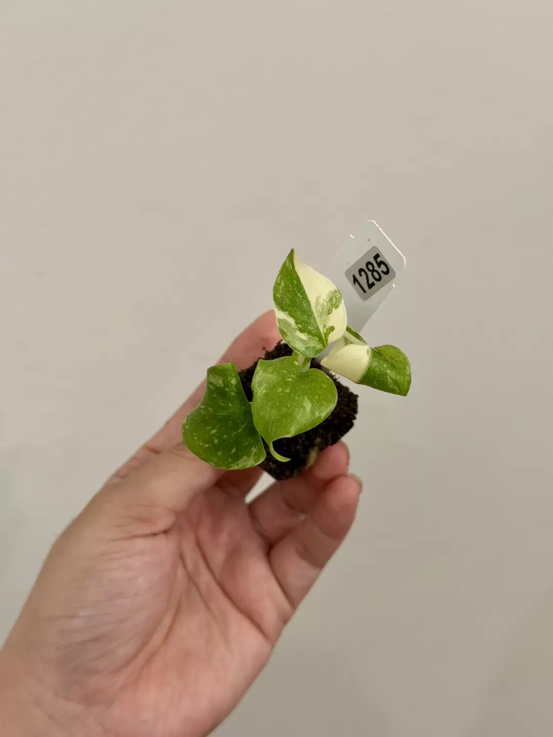 1285 Monstera Thai Constellation Acclimated Plug thumbnail