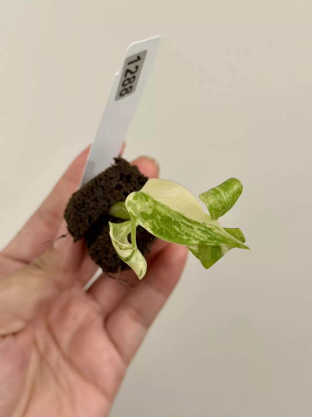 1288 Monstera Thai Constellation Acclimated Plug thumbnail