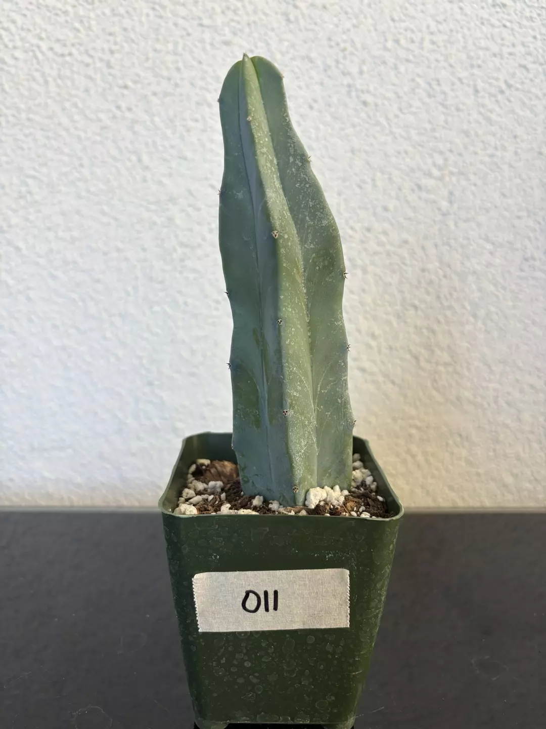 #011 Blue Candle Cactus 4” thumbnail