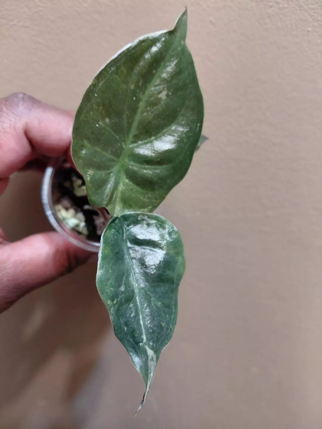 Alocasia Wentii Pink Corm Grown thumbnail