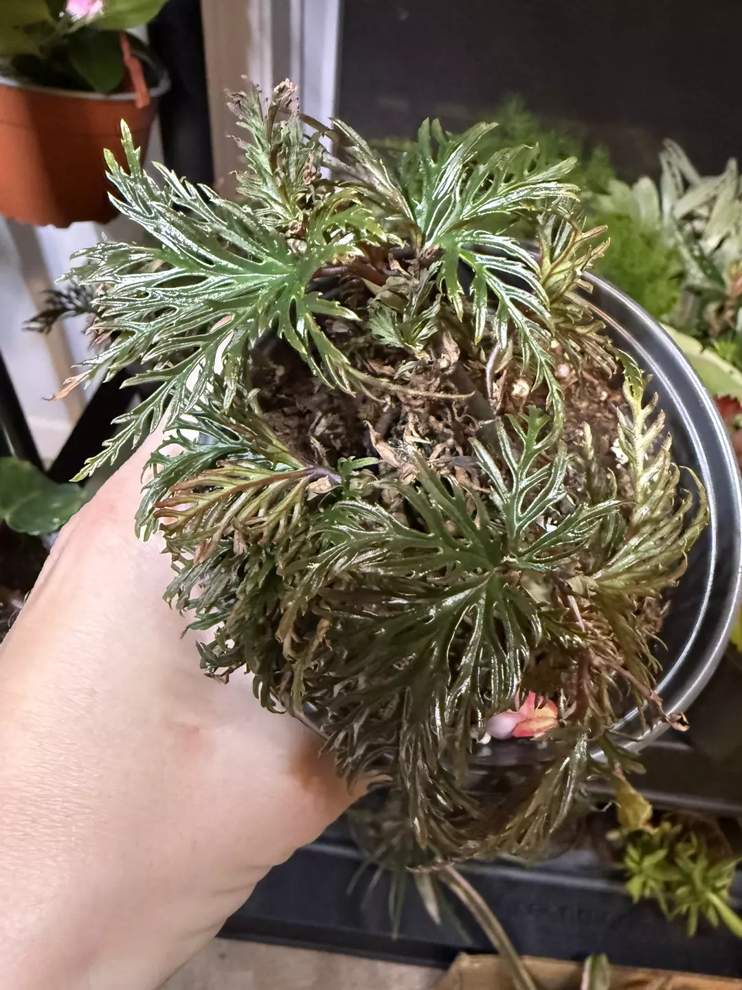 Begonia bipinnatifida thumbnail