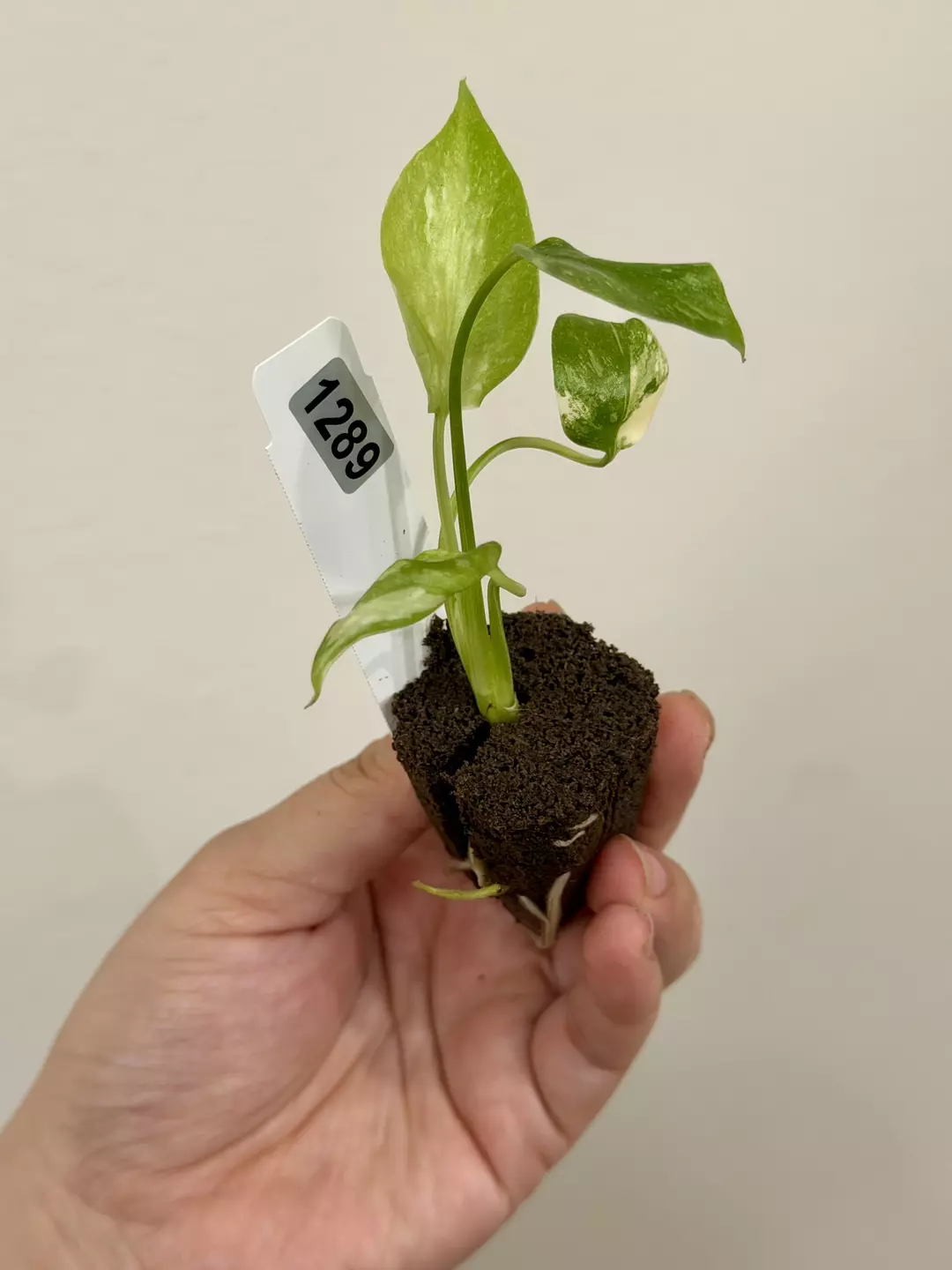 1289 Monstera Thai Constellation Acclimated Plug thumbnail