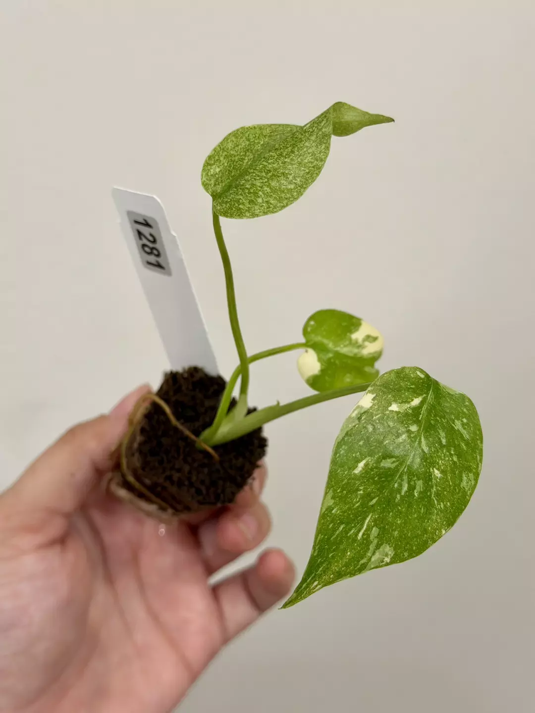 1281 Monstera Thai Constellation Acclimated Plug thumbnail