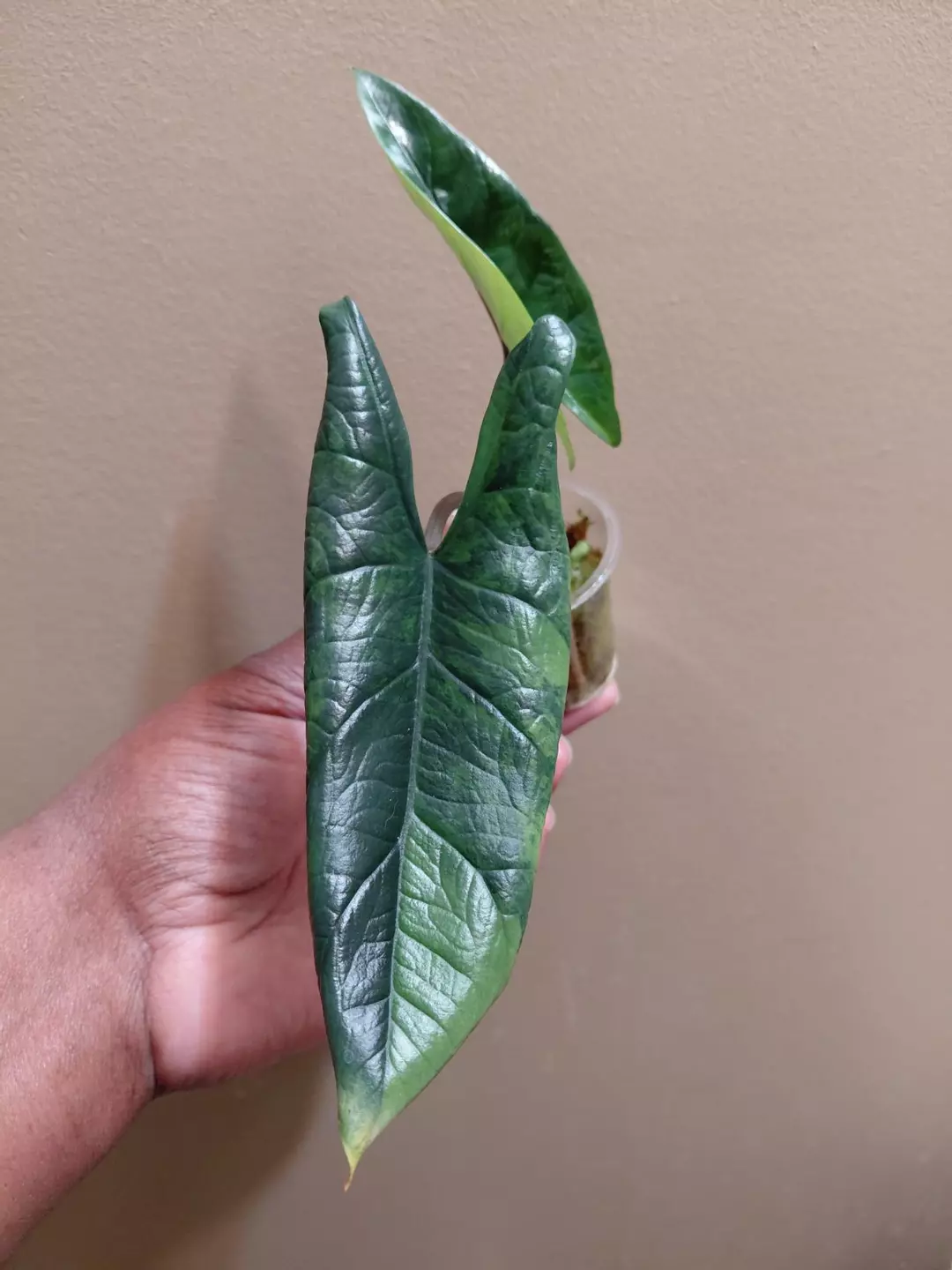 Alocasia Scalprum Aurea thumbnail