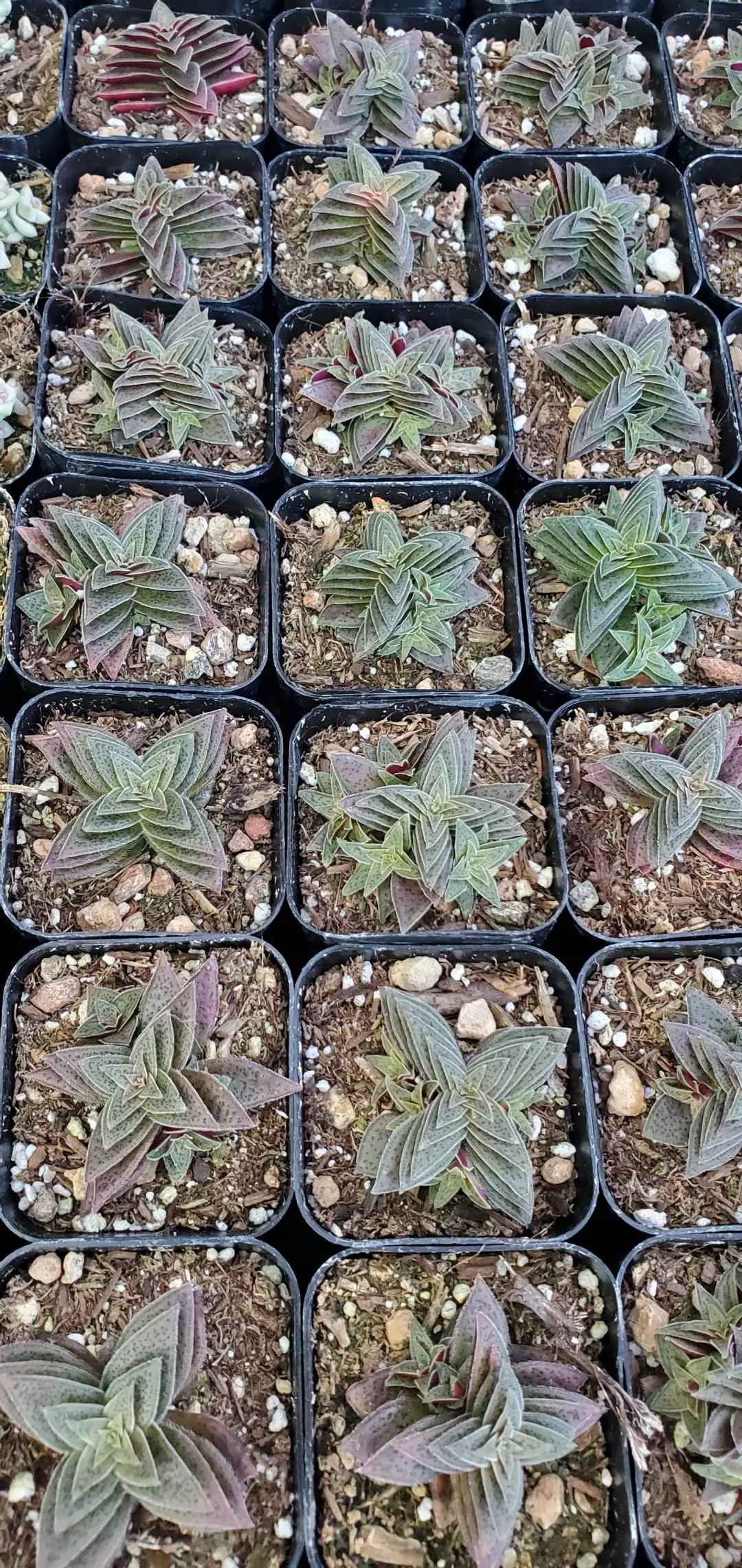 2 inch Tiger Jade thumbnail