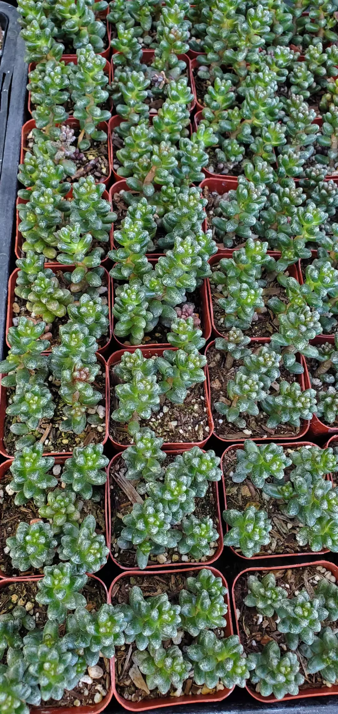 2 inch Sedum Furfuraceum thumbnail