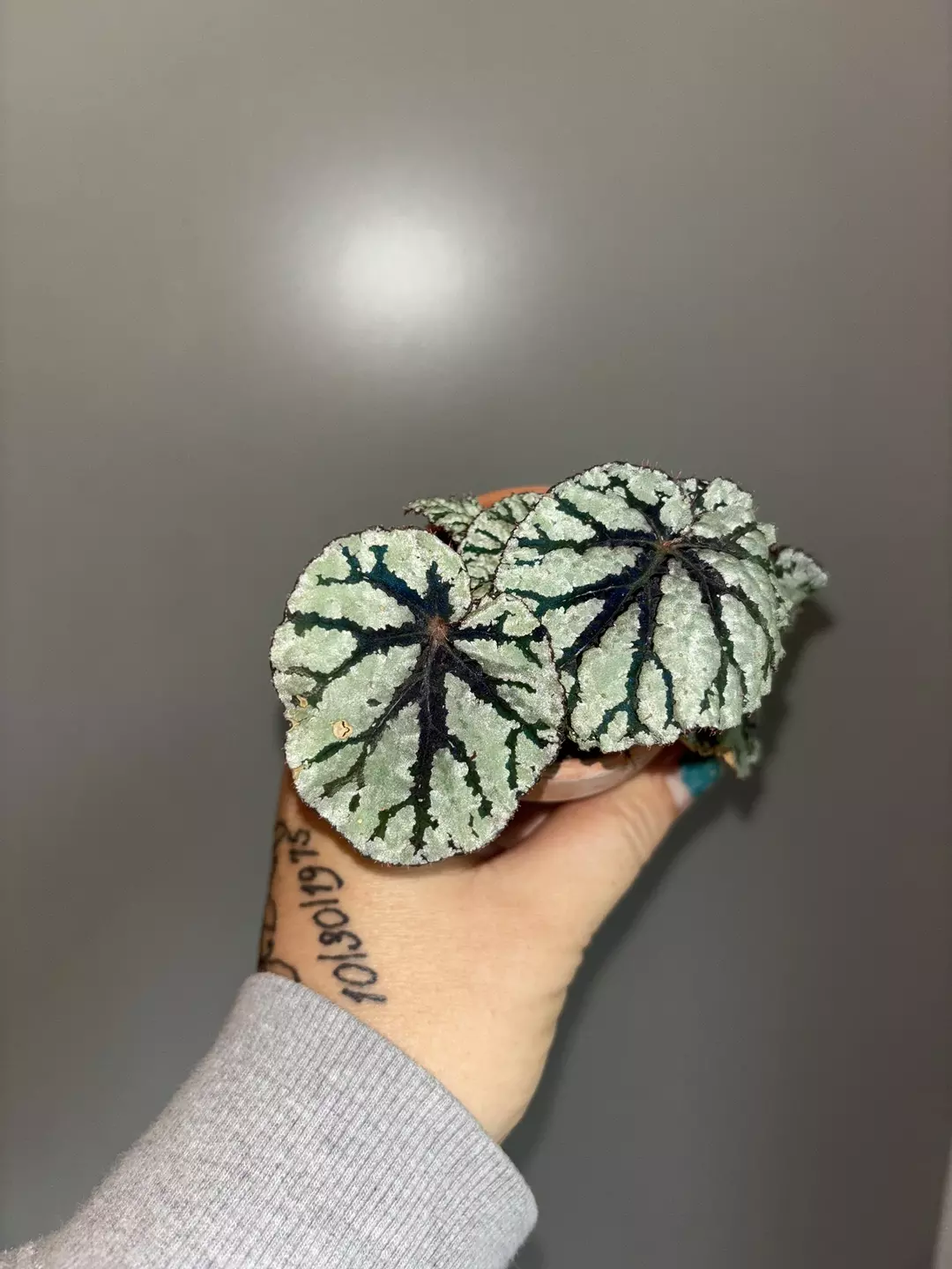 Rex Begonia NOID thumbnail