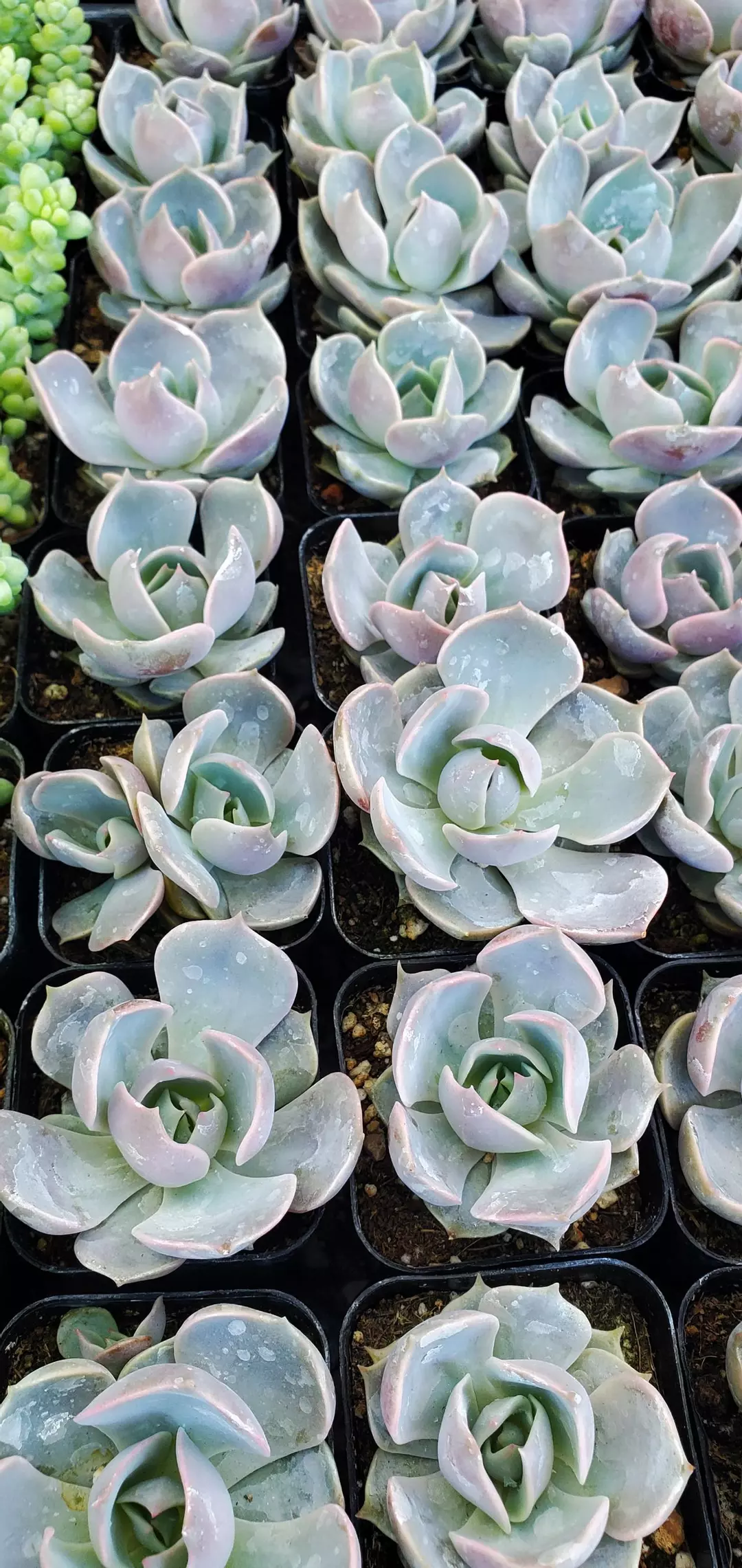 2 inch Echeveria 'Morning Beauty' thumbnail