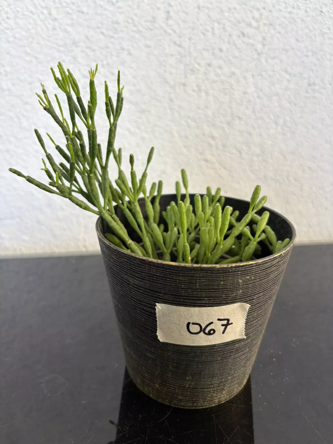 #067 Rhipsalis Dancing Bones 4” thumbnail