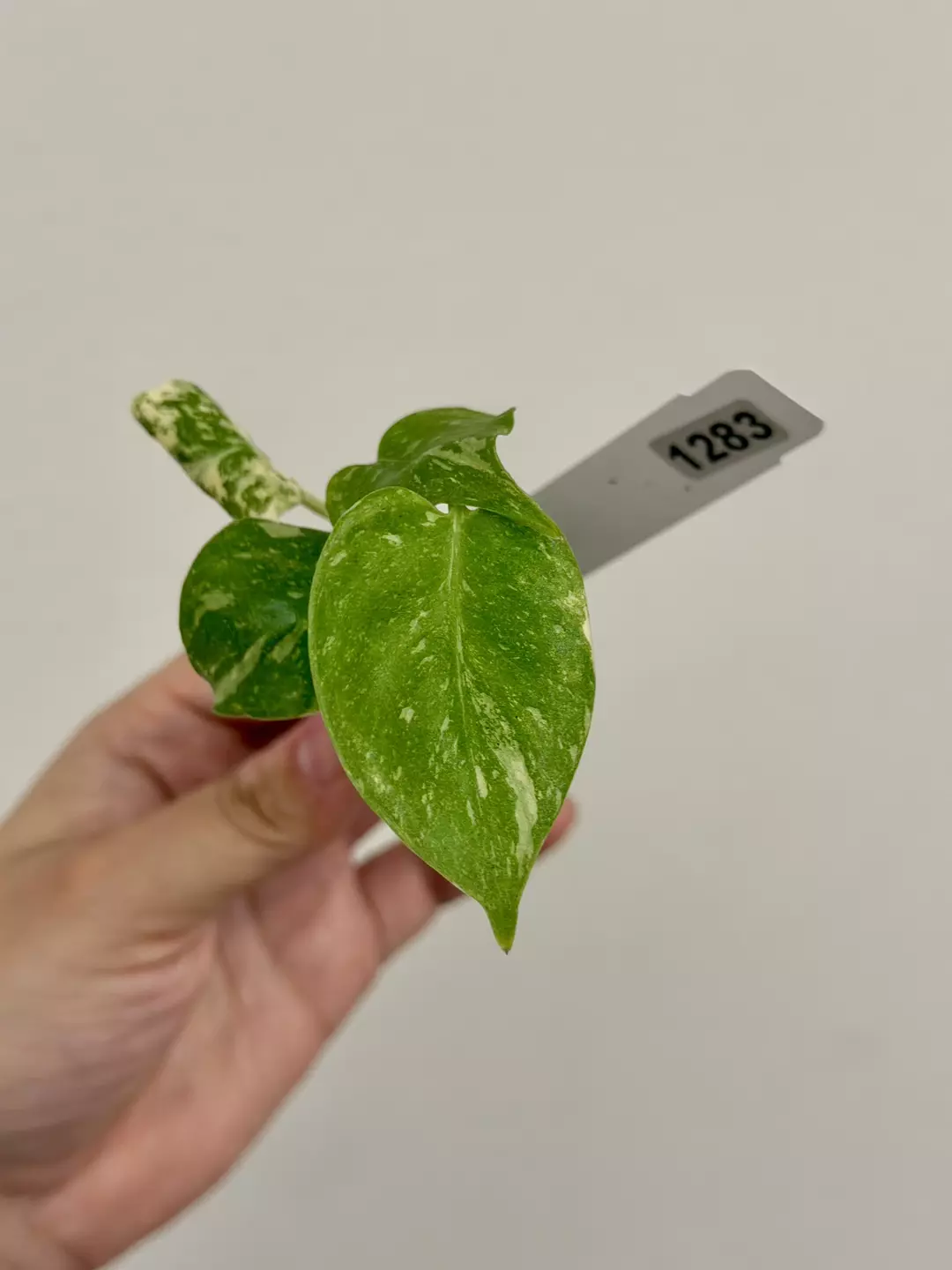 1283 Monstera Thai Constellation Acclimated Plug thumbnail