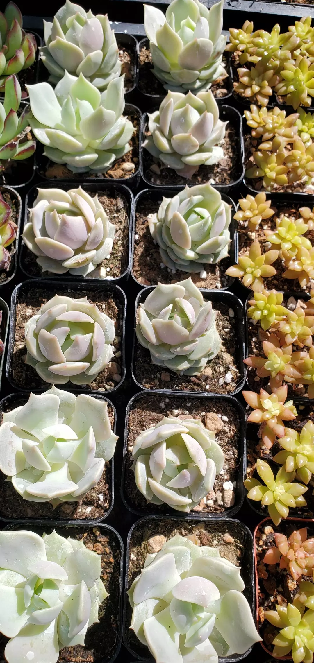 2 inch Echeveria 'Lola' thumbnail