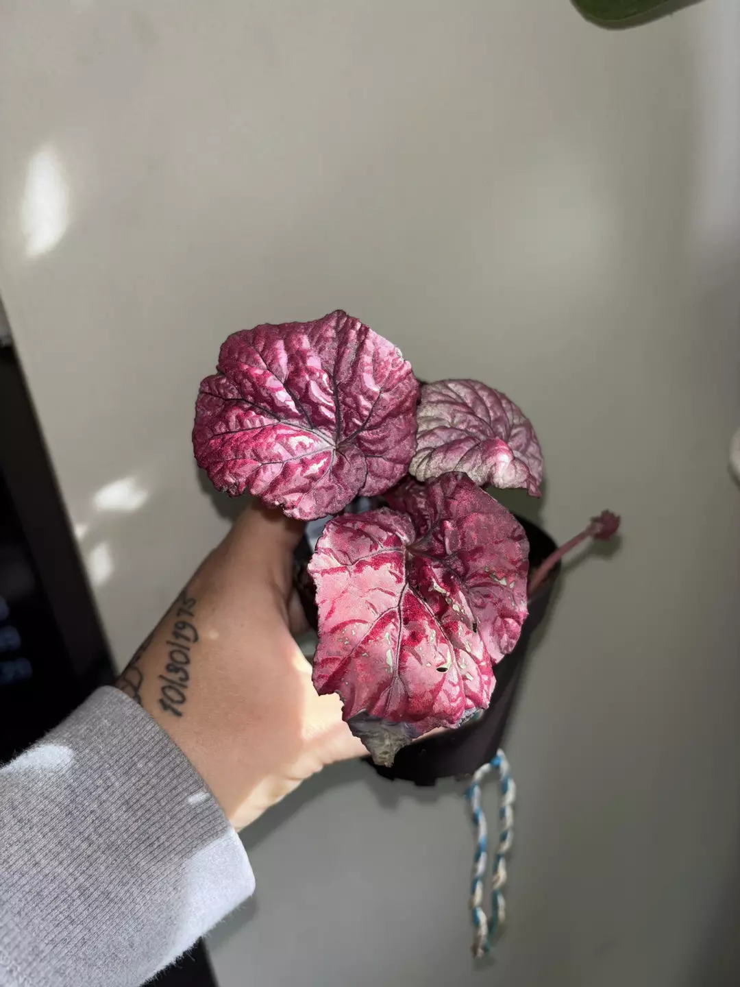 Ficoidea "Christmas Tree" thumbnail