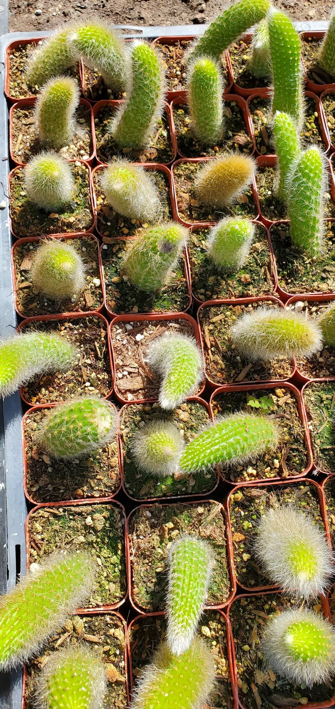 2 inch Monkey's Tail thumbnail