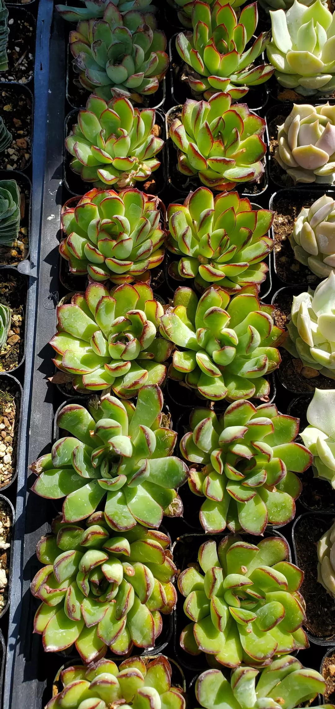 2 inch Echeveria 'Mexican Pulidonis' thumbnail