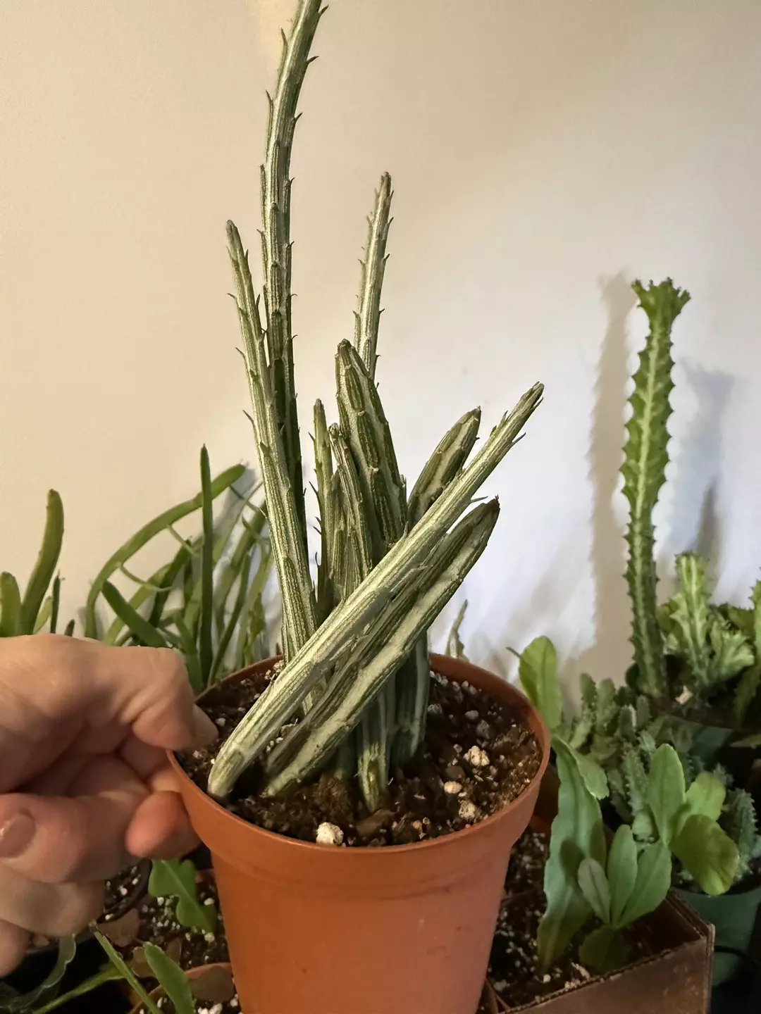 Pickle Cactus thumbnail