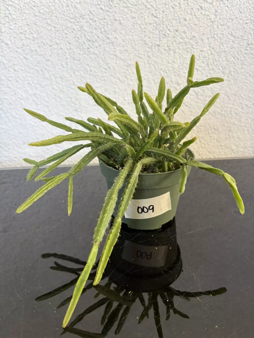 #009 Rhipsalis Ewaldiana 4” thumbnail