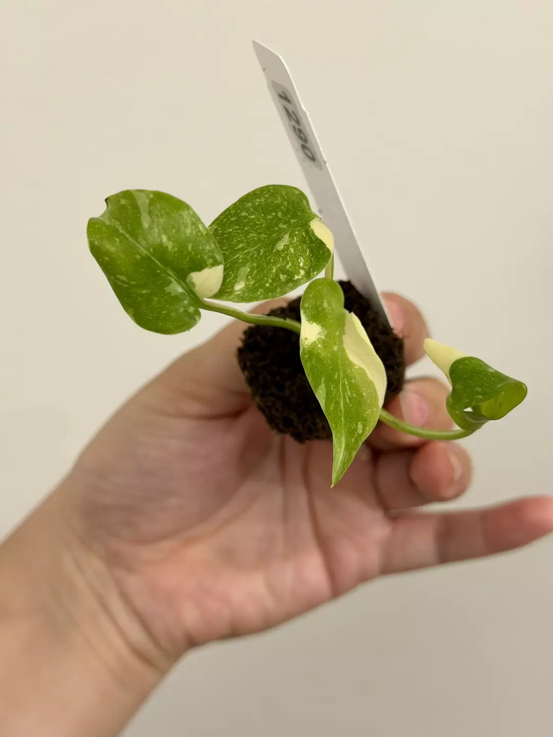 1290 Monstera Thai Constellation Acclimated Plug thumbnail