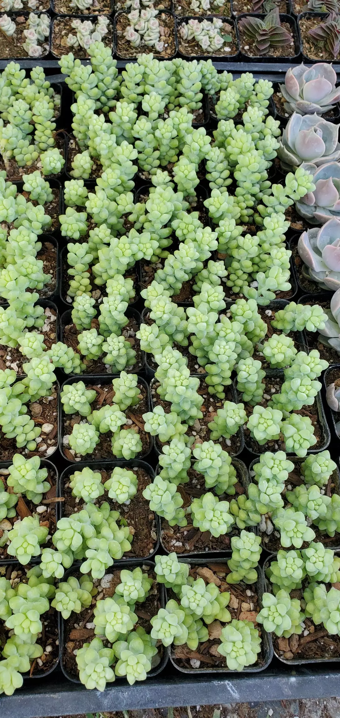 2 inch Sedum Burrito thumbnail