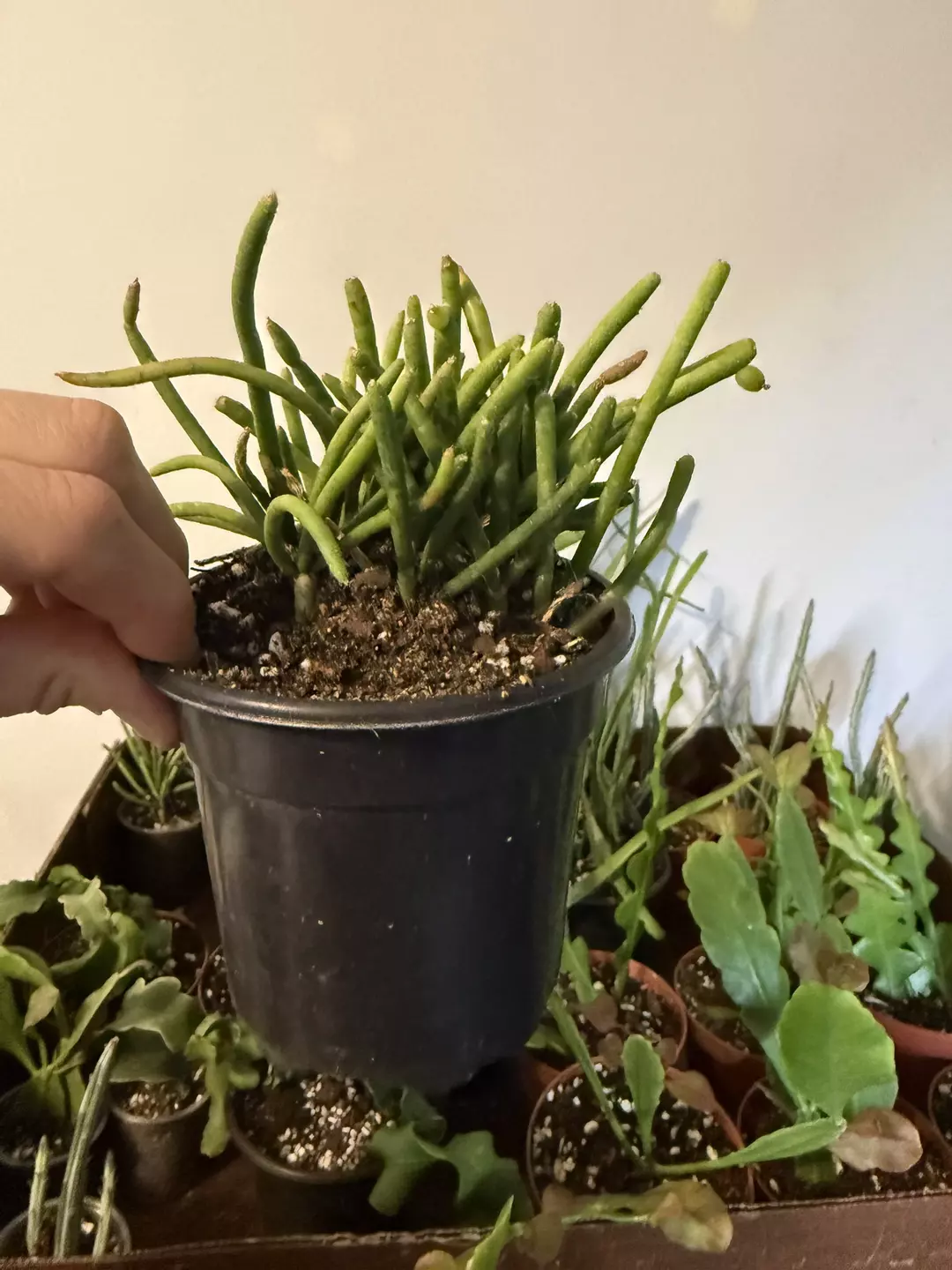 Rhipsalis 4” thumbnail
