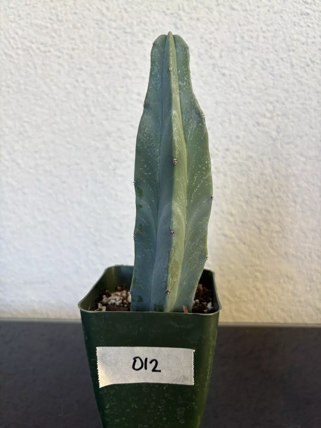#012 Blue Candle Cactus 4” thumbnail