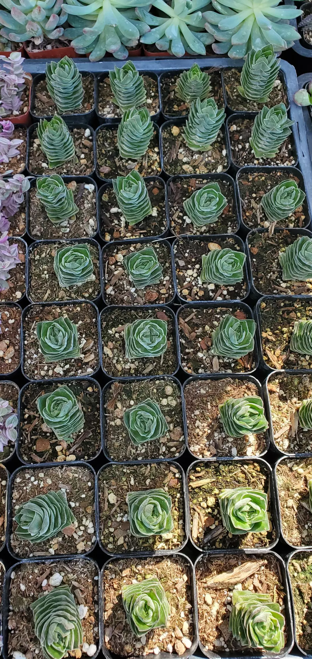 2 inch Buddha's Temple thumbnail