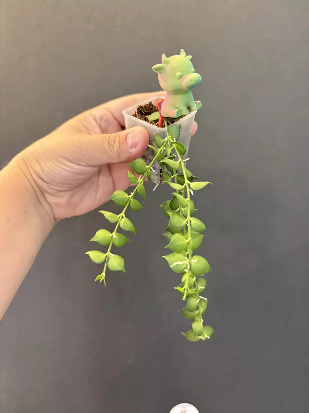 Dischidia Ruscifolia thumbnail