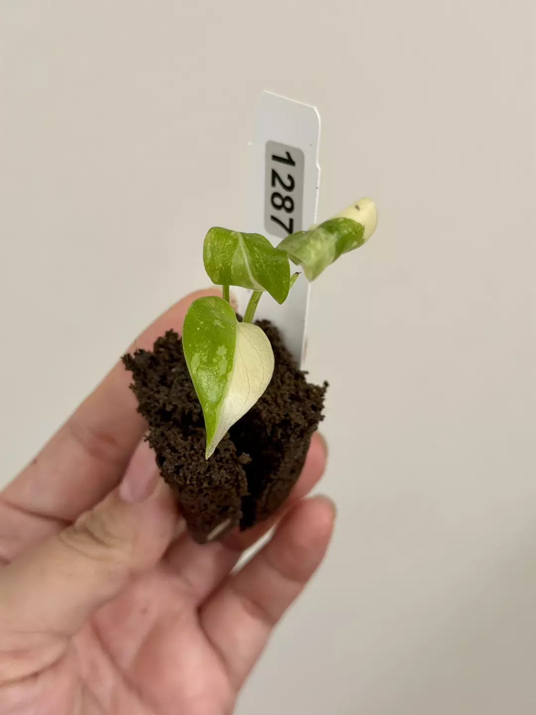 1287 Monstera Thai Constellation Acclimated Plug thumbnail