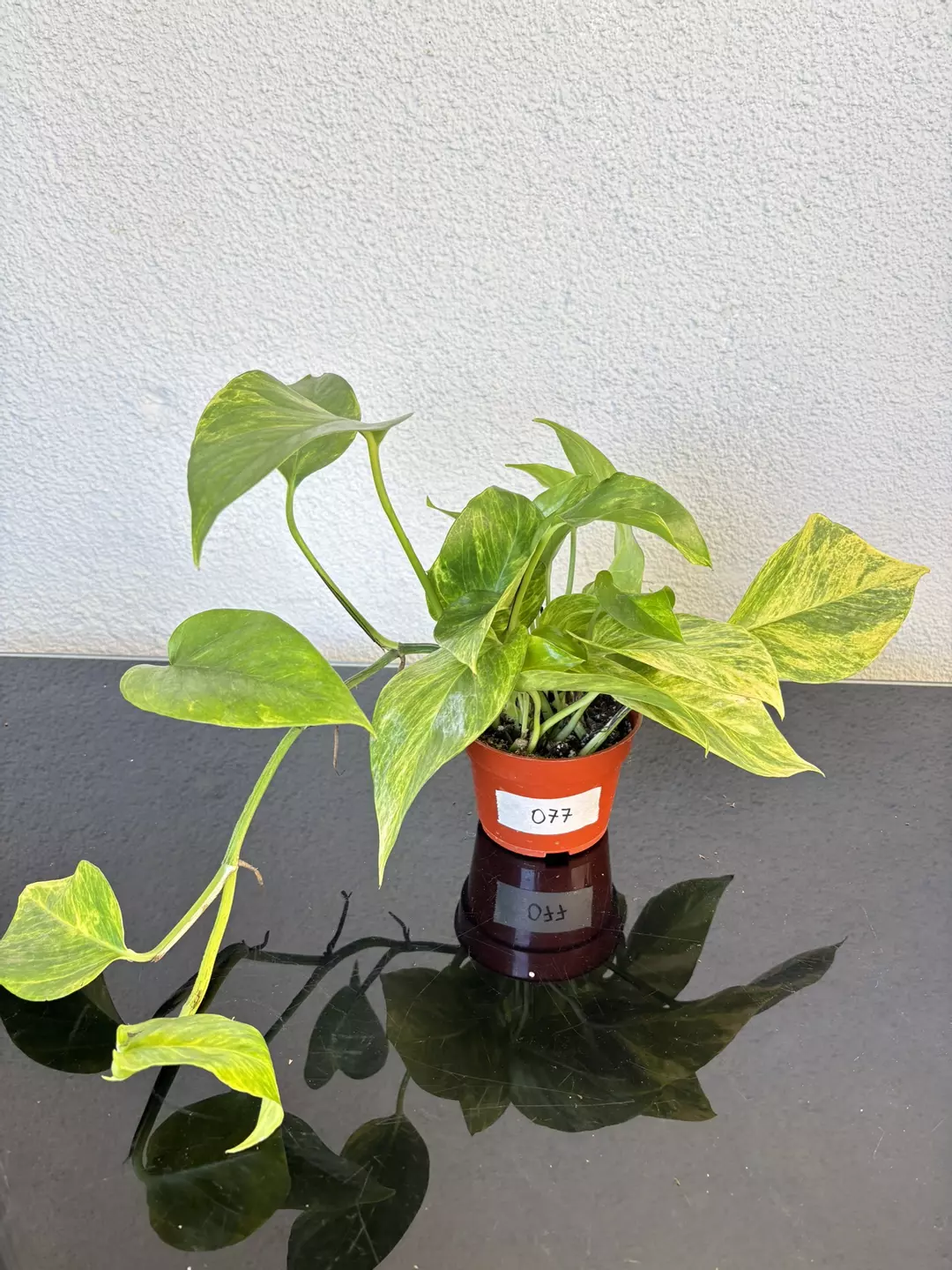 #077 Pothos Neon Queen 4” thumbnail