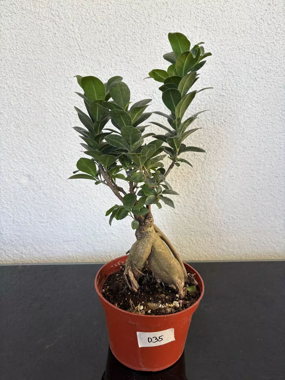 #035 Ficus Ginseng 6” thumbnail