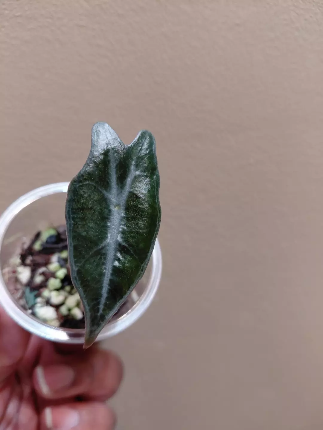 Alocasia Silver Nobilis Corm Grown thumbnail