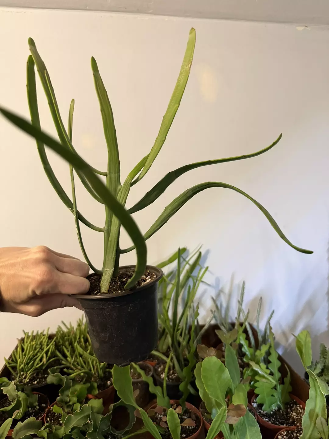 Euphorbia xylophylloides - rare thumbnail