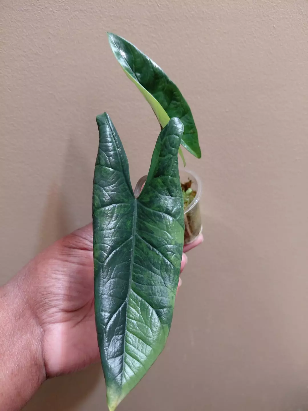 Alocasia Scalprum Aurea thumbnail